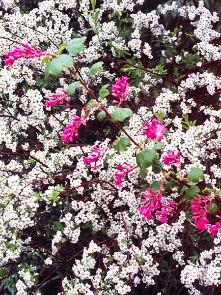 Ribes sanguineum,Spiraea nipponica Snowmound